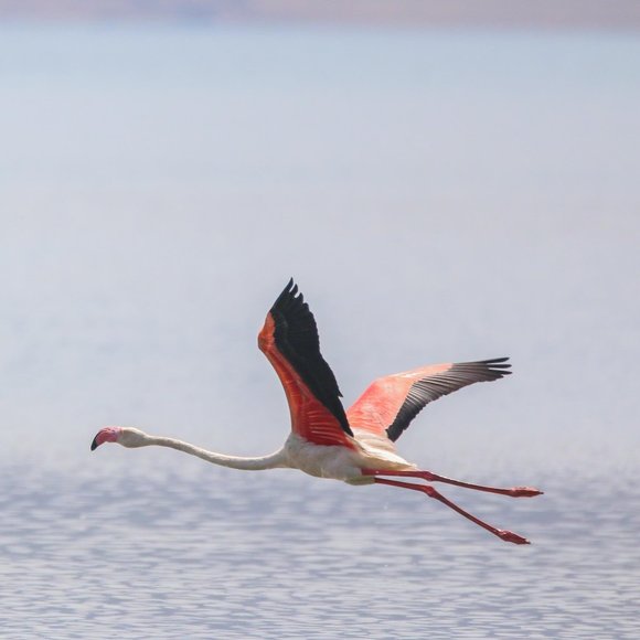 Meet your Posher, Tom - Picture 1 of 1